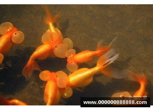 卫生间下水管上有水珠正常吗？(一般的养金鱼的鱼缸壁上出现了很多透明的小点？)